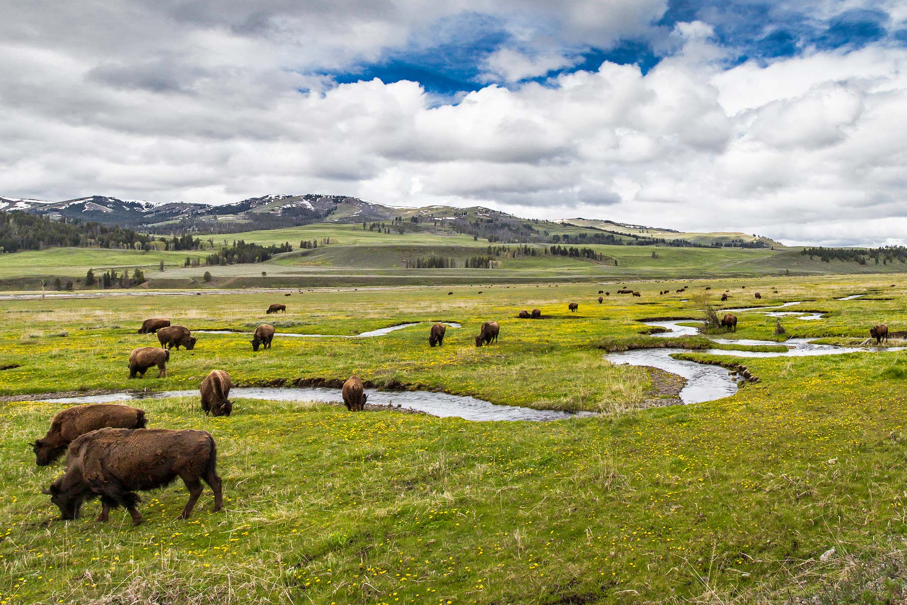 Lamar Valley