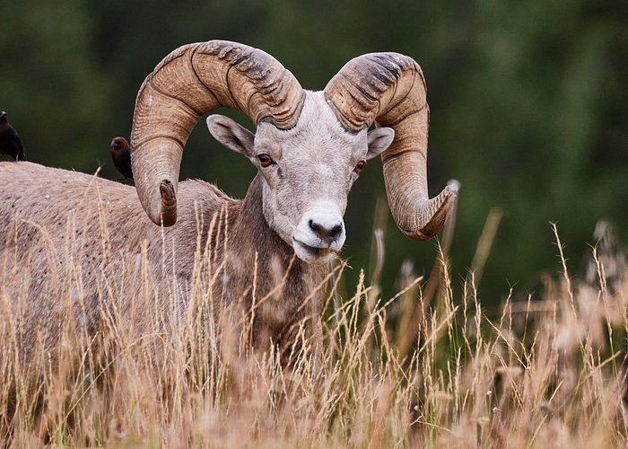 Grand Teton half-day tour